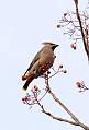 Waxwing - Martlesham heath